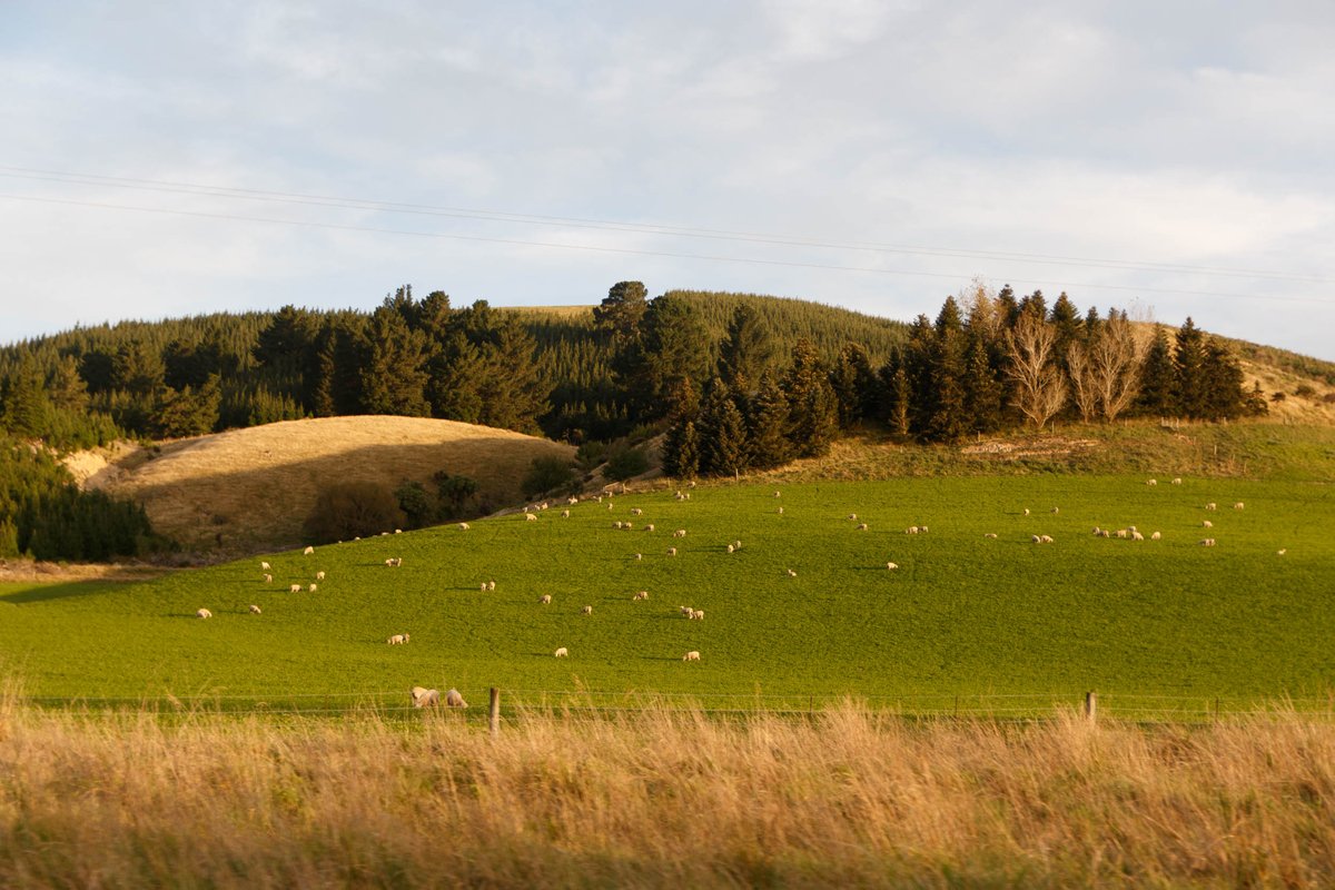 New Zealand 1