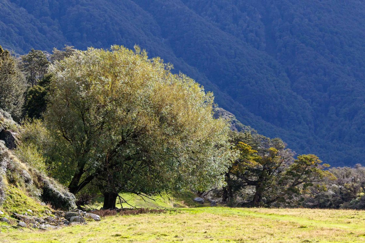 New Zealand 12