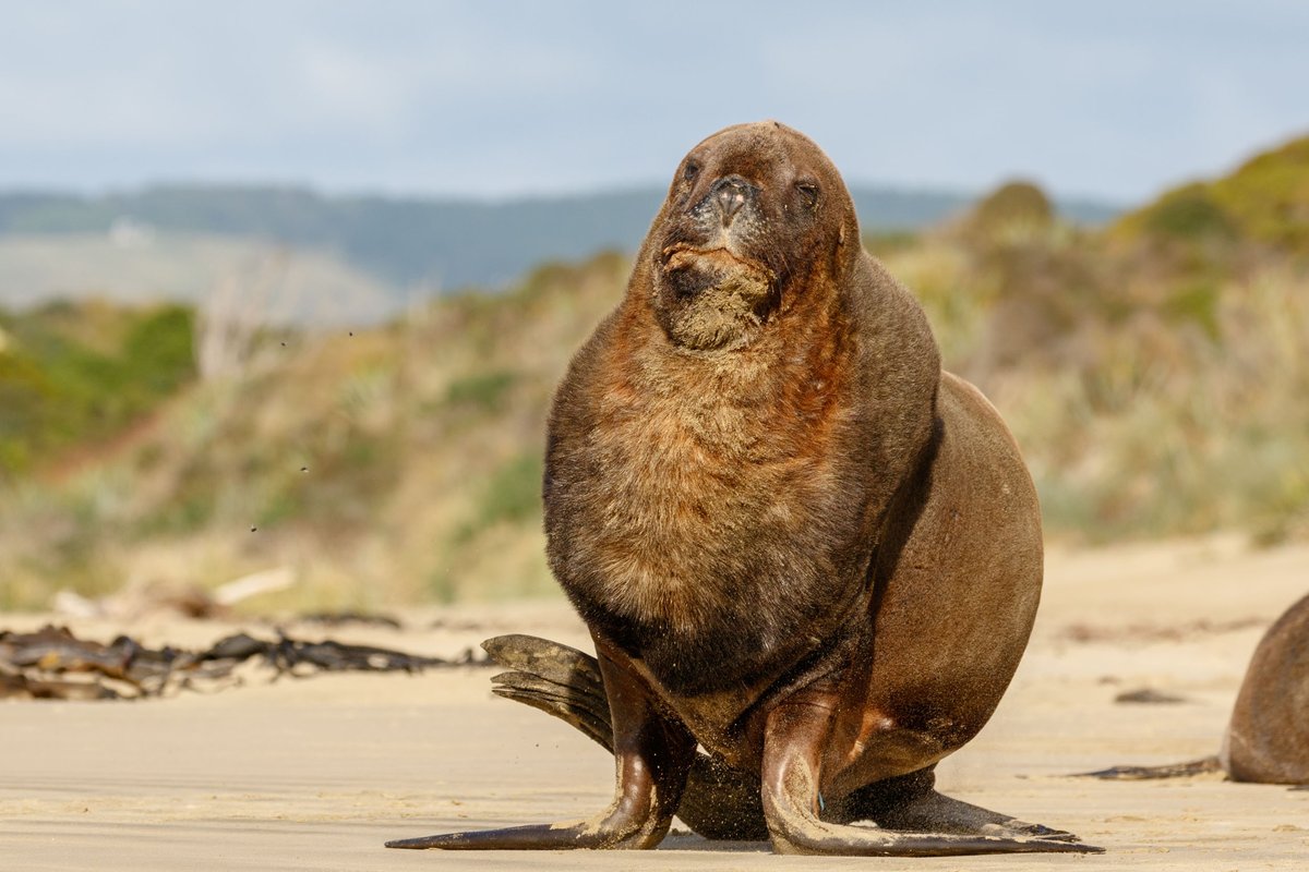 New Zealand 23